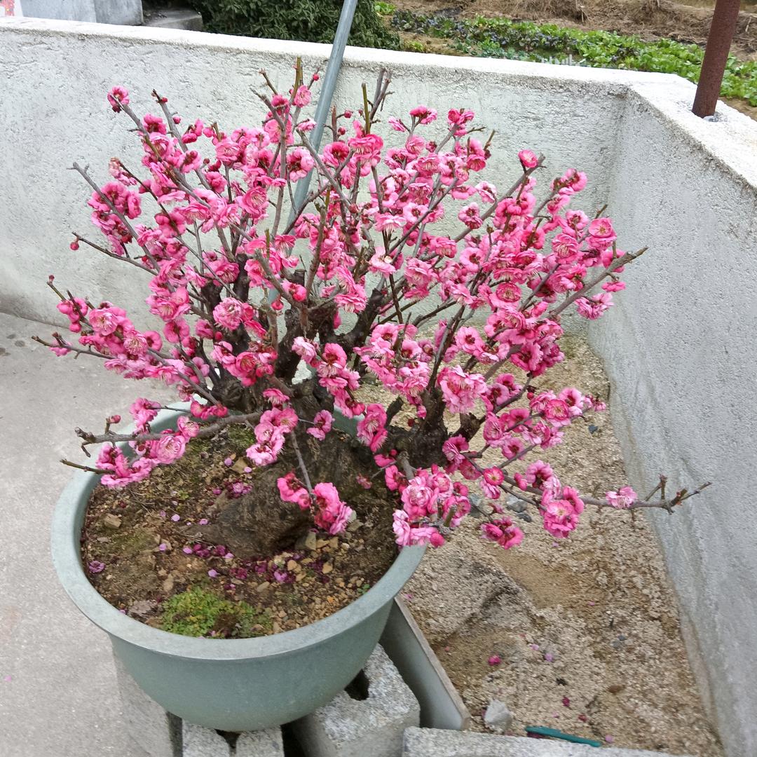 长颈鹿油漆店