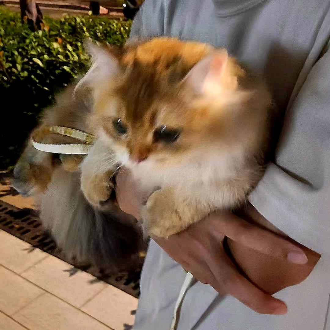 土里的土拨鼠