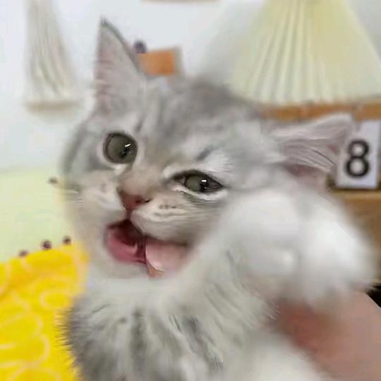 丫丫小天鹅