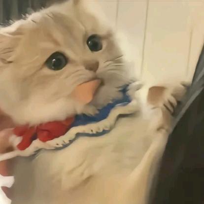 在找我喵