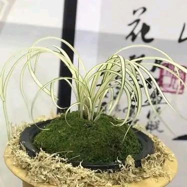知而不言🍌🍌🍌