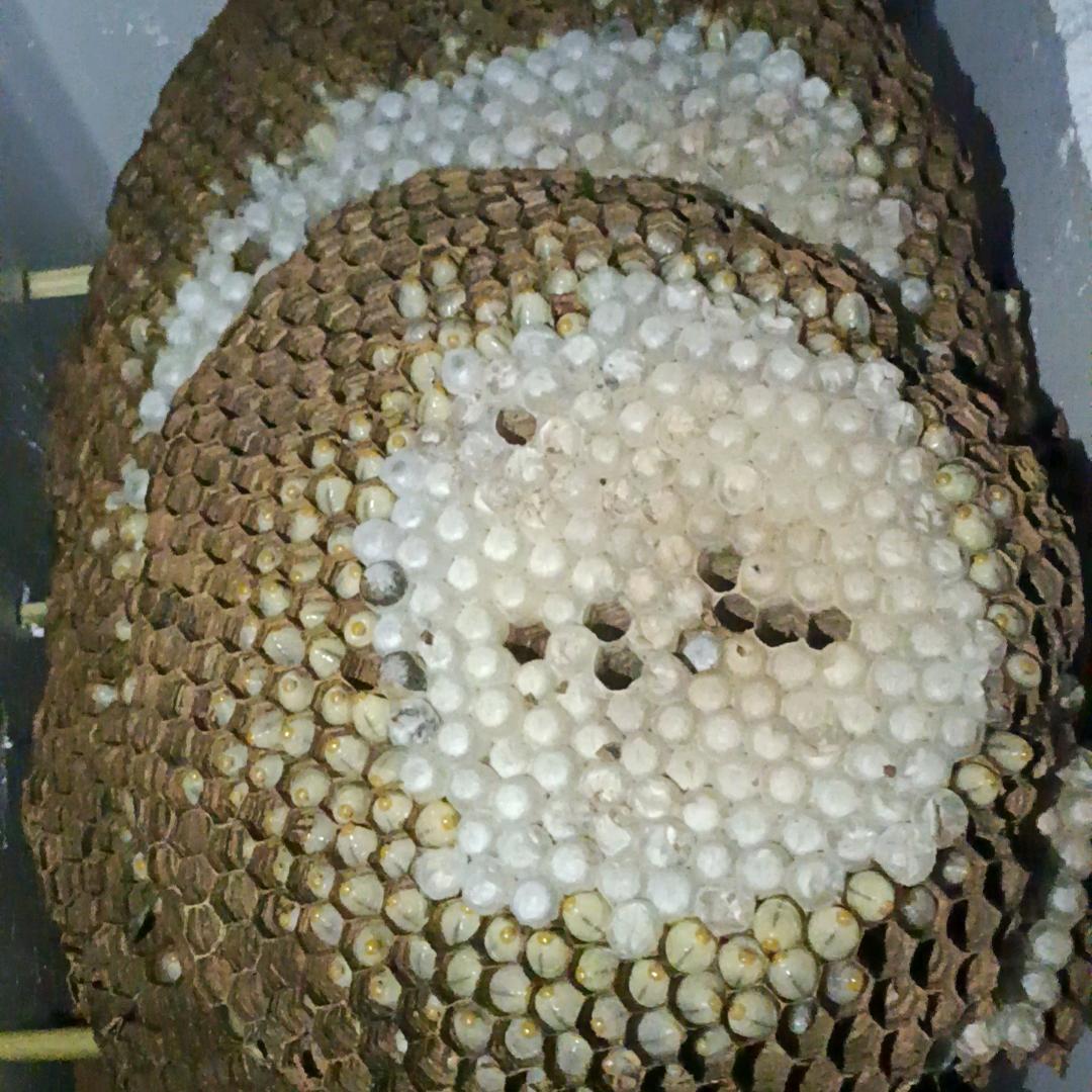 出售蜂蛹，金环冻蛹，各种诱蜂水