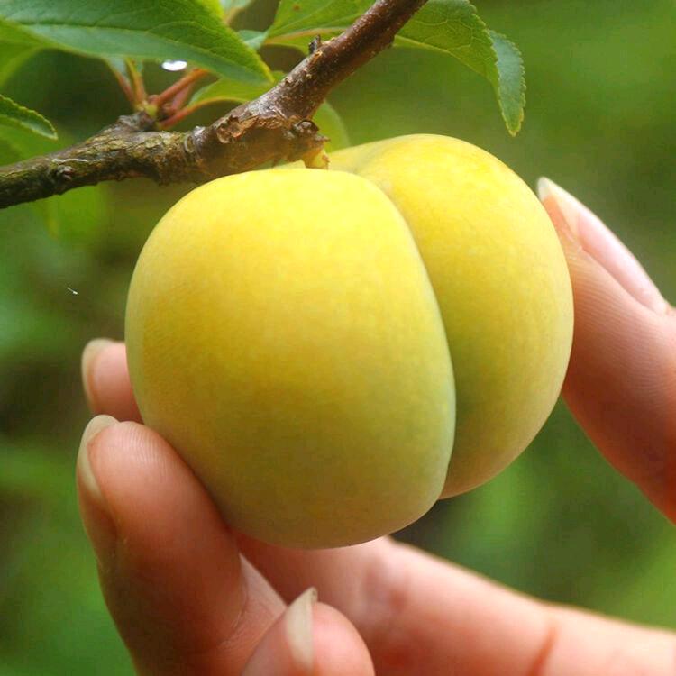 ^O^☞蜂糖李种植户☜^O^