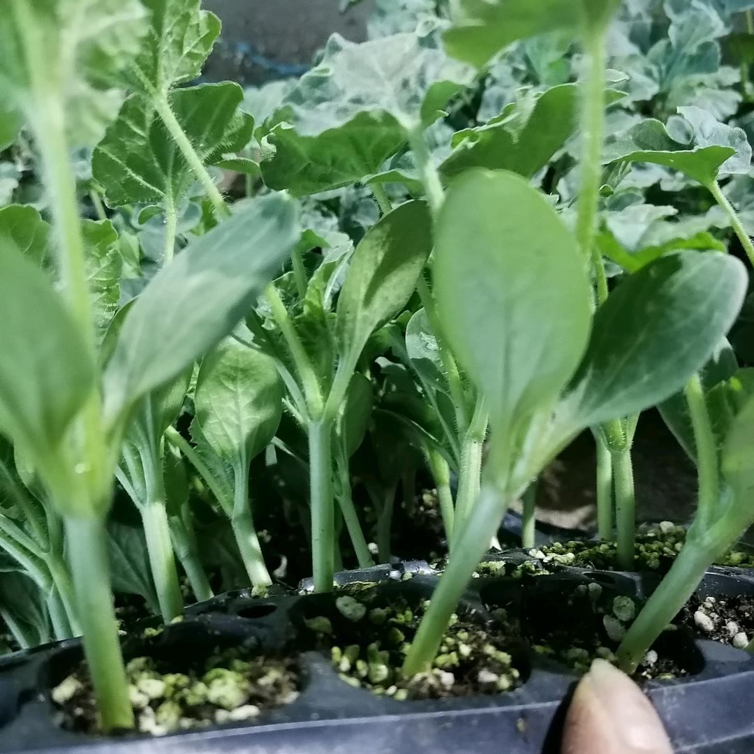 老阿婆菜园