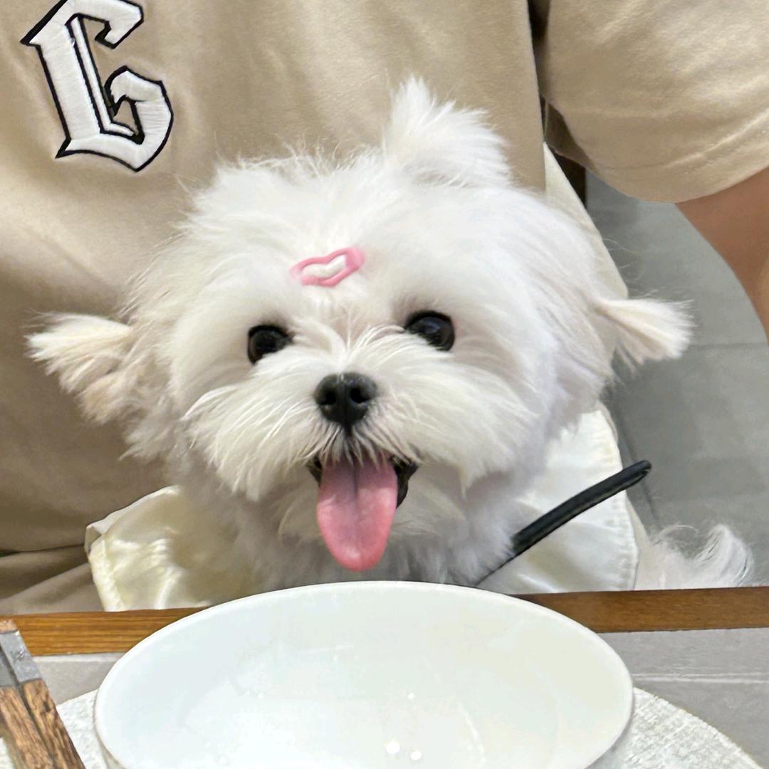 成都阿飞家韩版萌宠