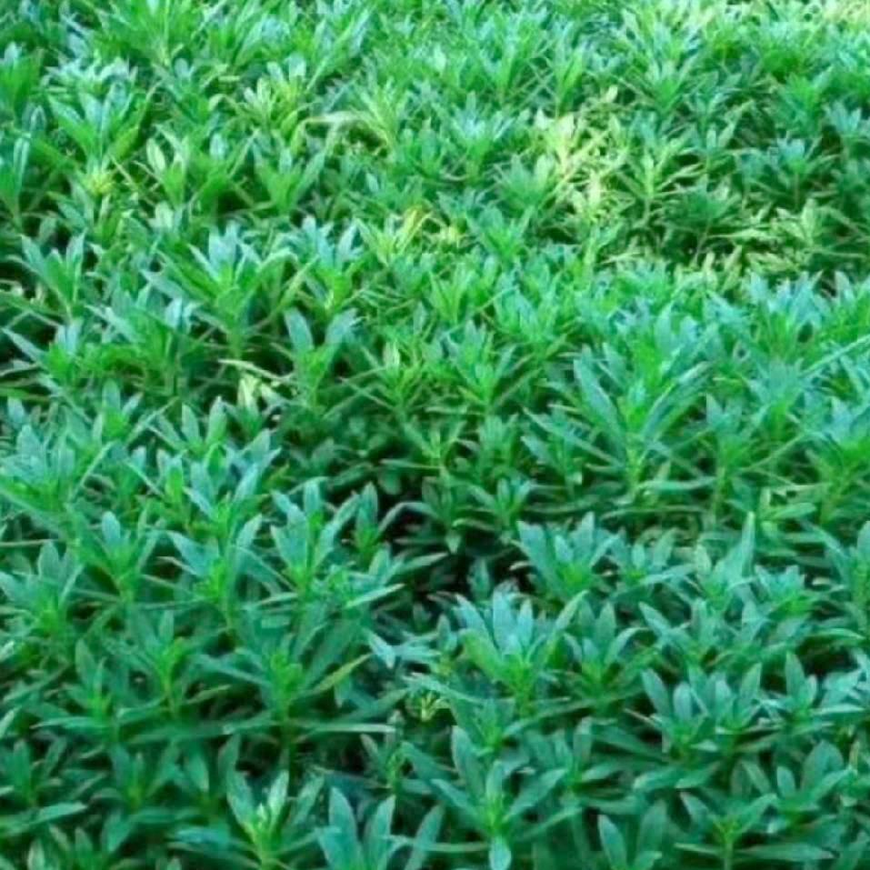 会芹花卉盆景店