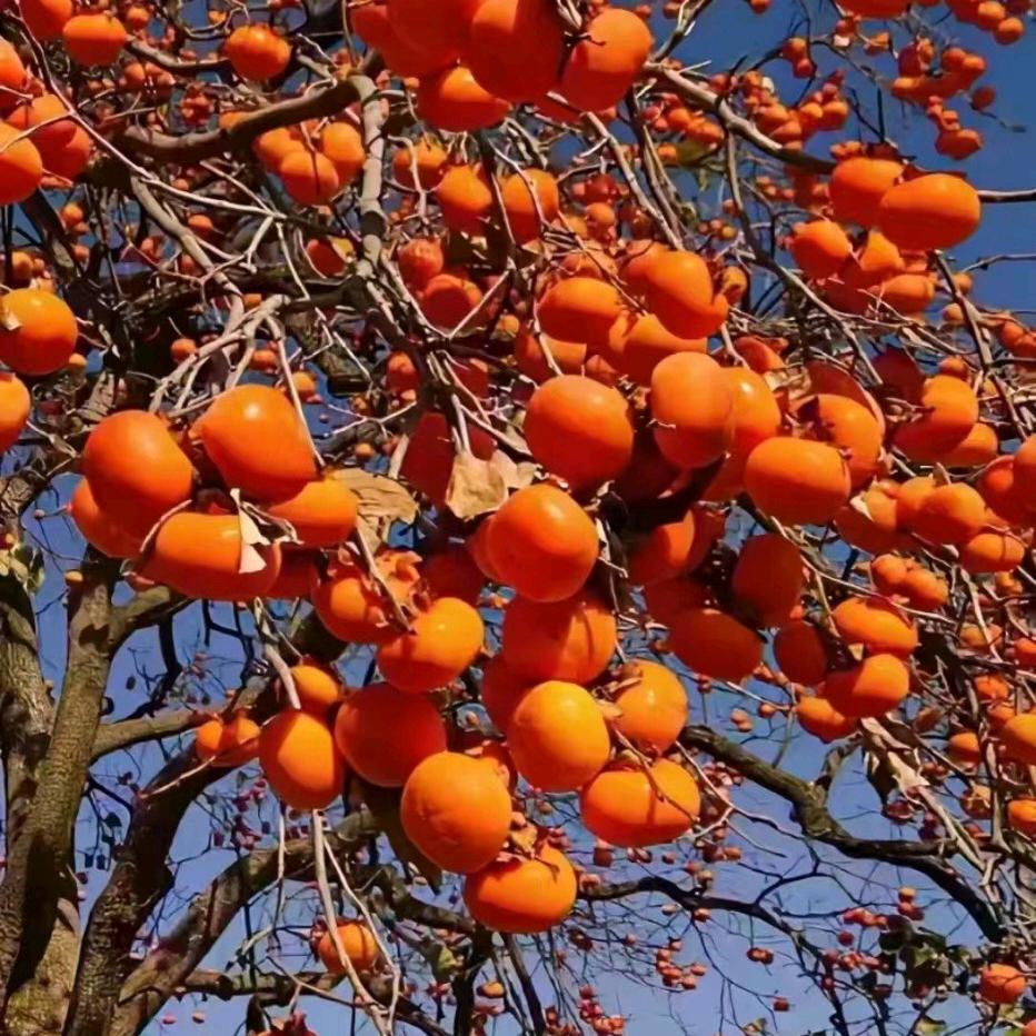 宝宝名叫霄霄😊