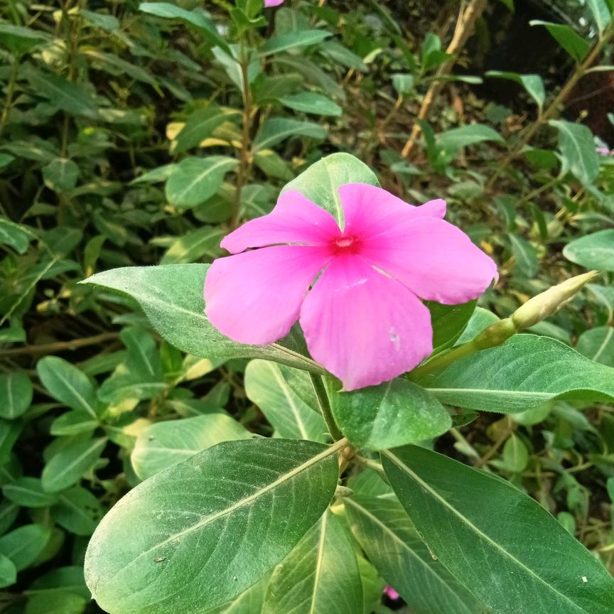 贝贝托管