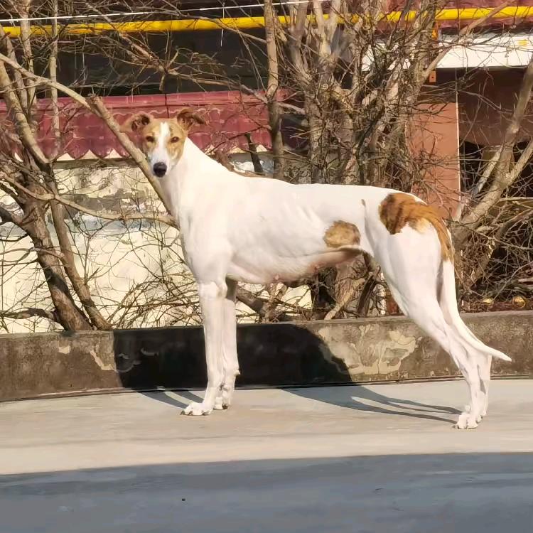 陕西天盛赛犬基地（竞速格力犬爱好者）