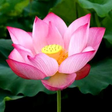 花开富贵🌺