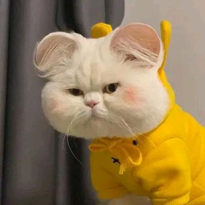 A猫猫影视