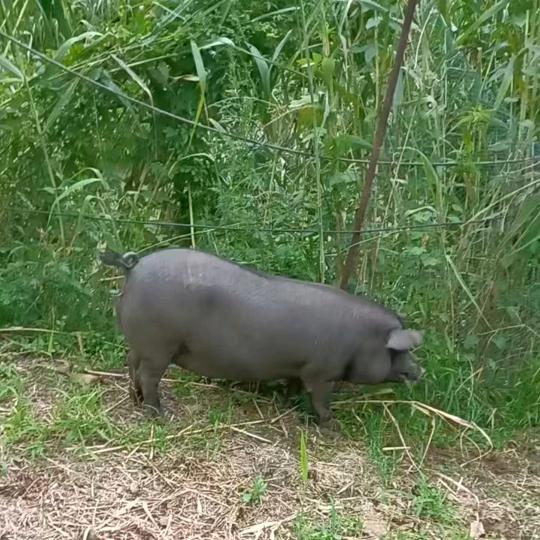淮安区阳哥土特产经营部（个体工商户）