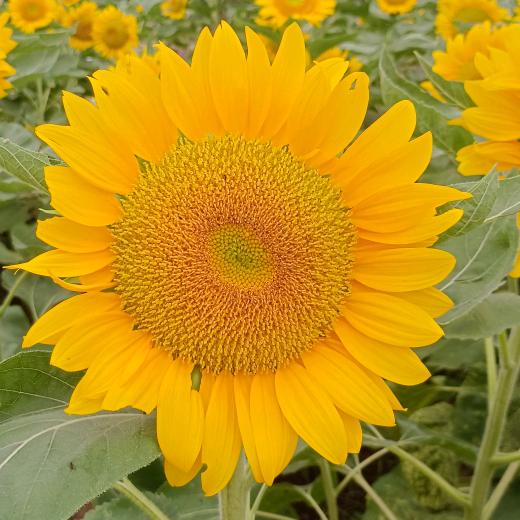 ♥*^_^*快快乐乐