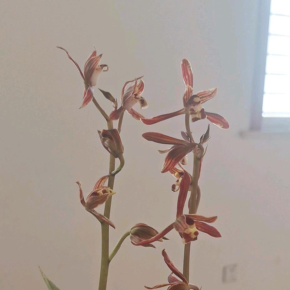 花样年华（不忘初心）