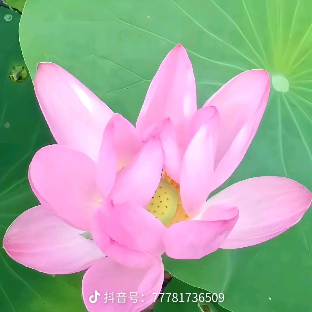 6097.良子