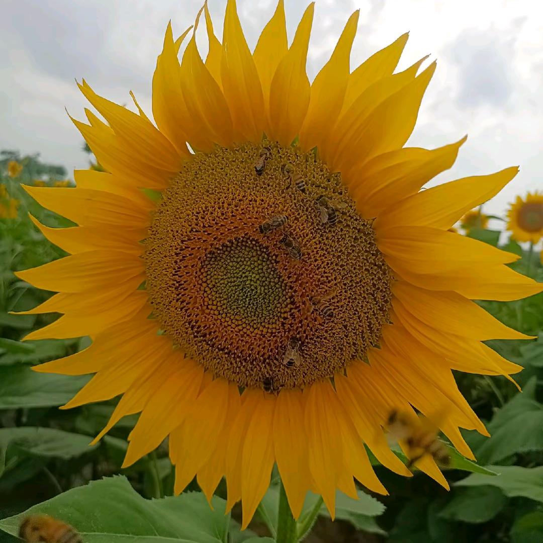 追 🌺花🌸夺🐝蜜