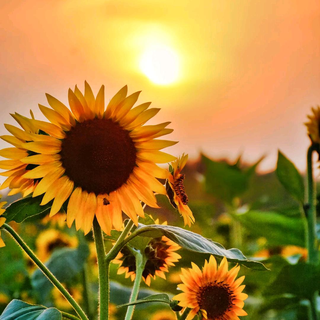 🌷心之愿☀🌟