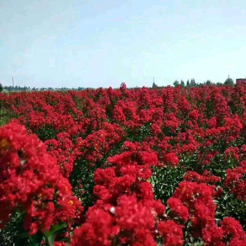 绿化生态园基地