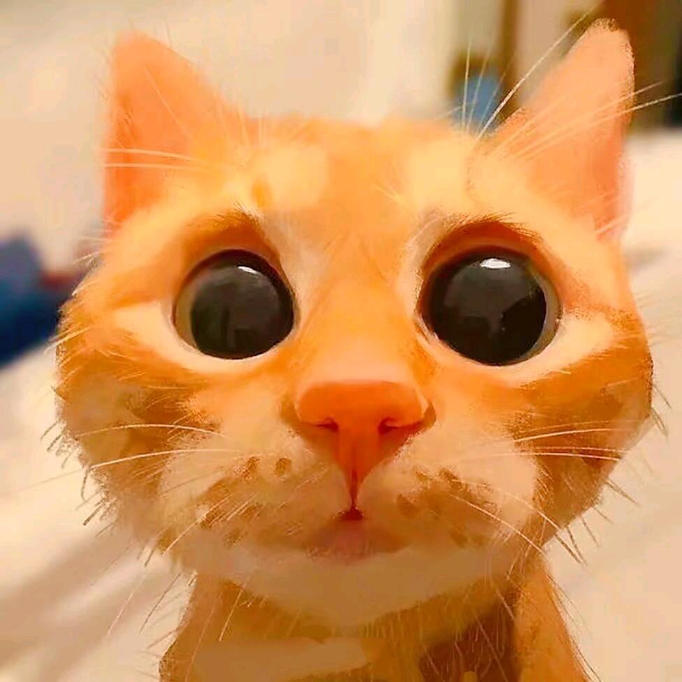一只猫女士