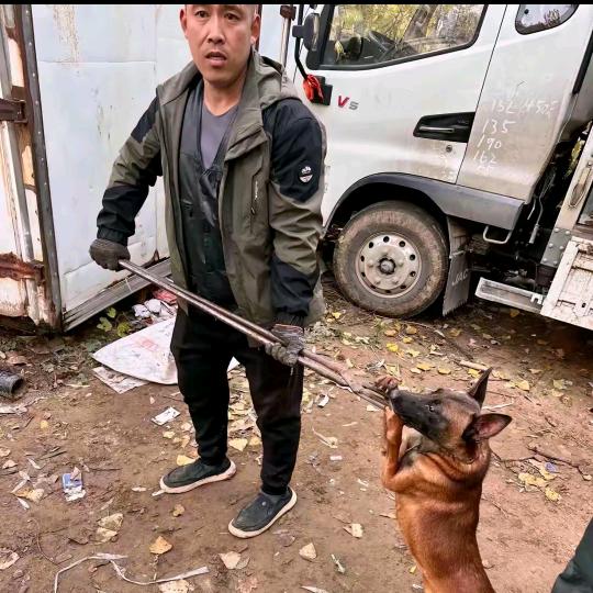 孙师傅专业套狗