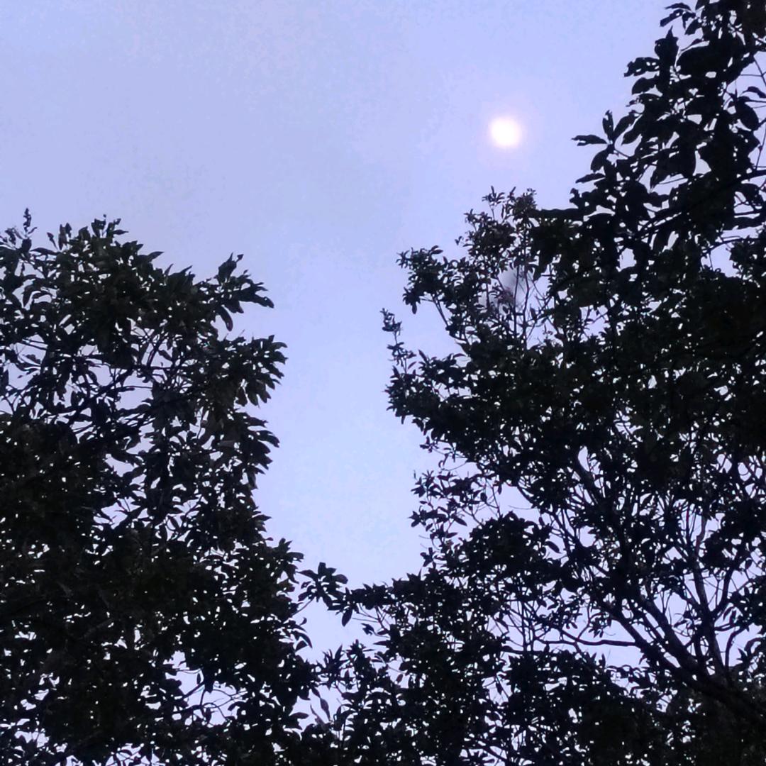 梧桐
