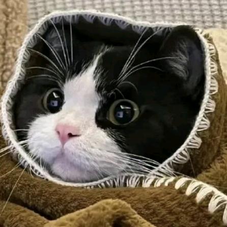 meme猫情报局