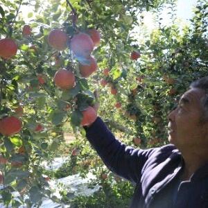 阿克苏冰糖心苹果老郑家