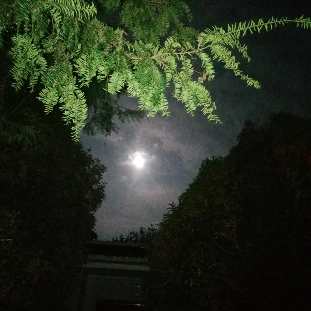 慵懒午后