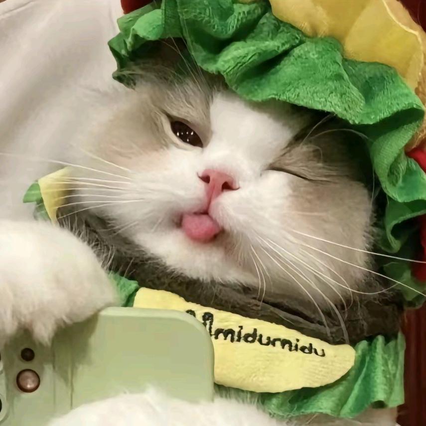 猫meme摆烂版
