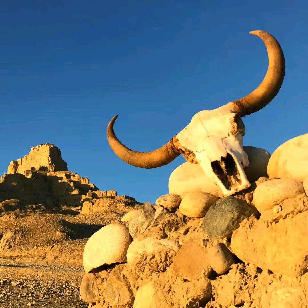 不许人间见白头