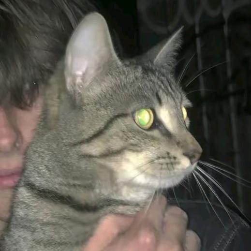 桐