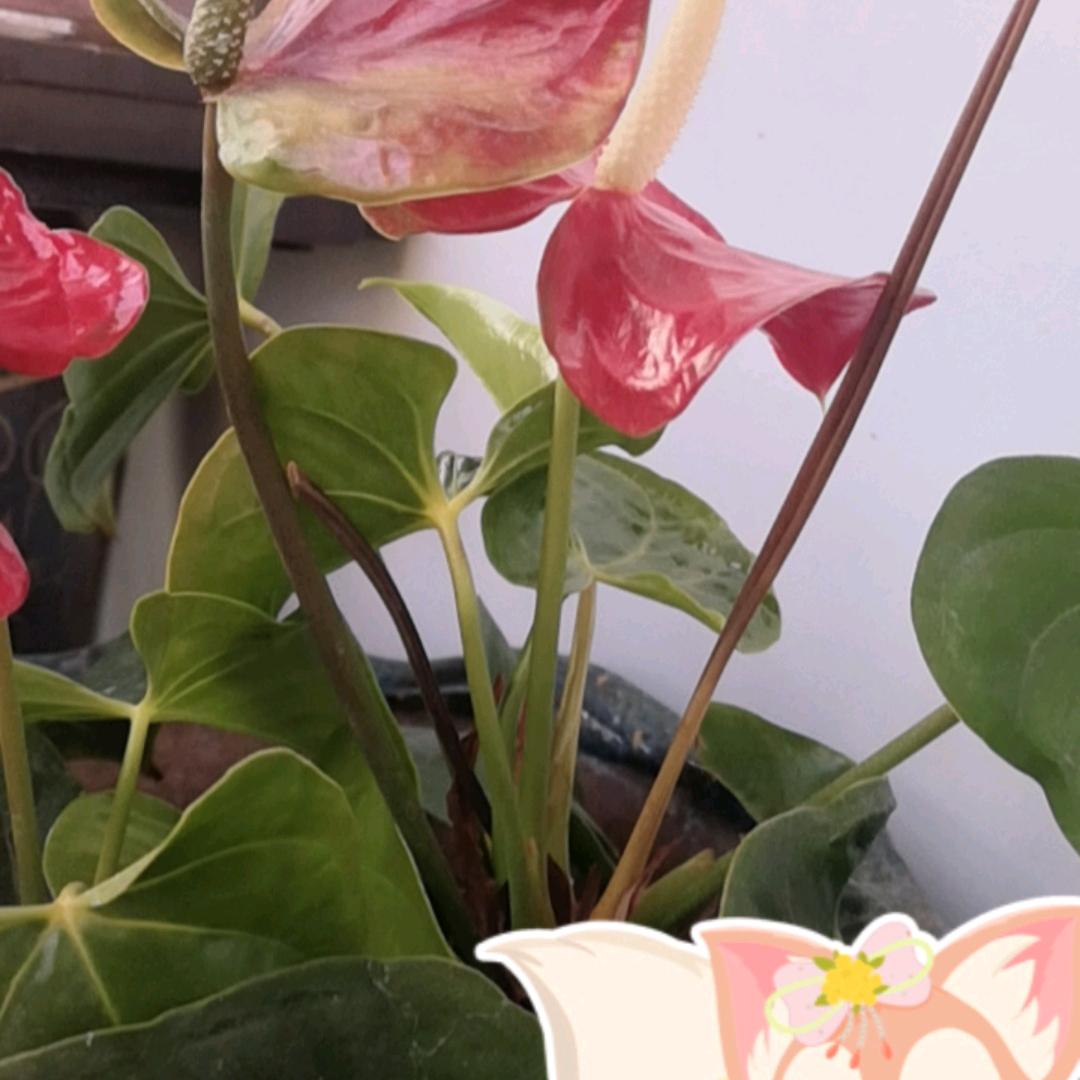 大道至简小洪