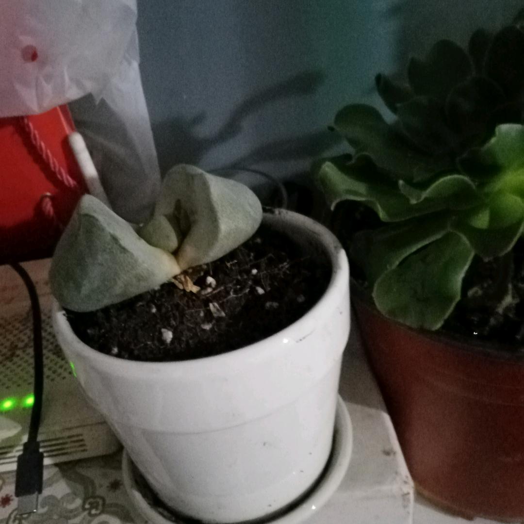 鼠！青龙