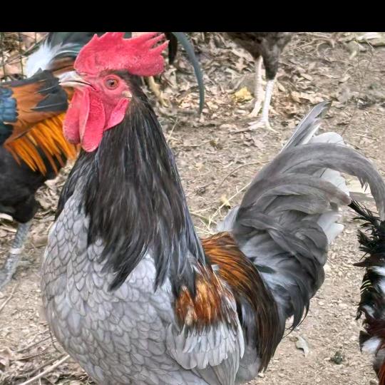 永哥太行山士货