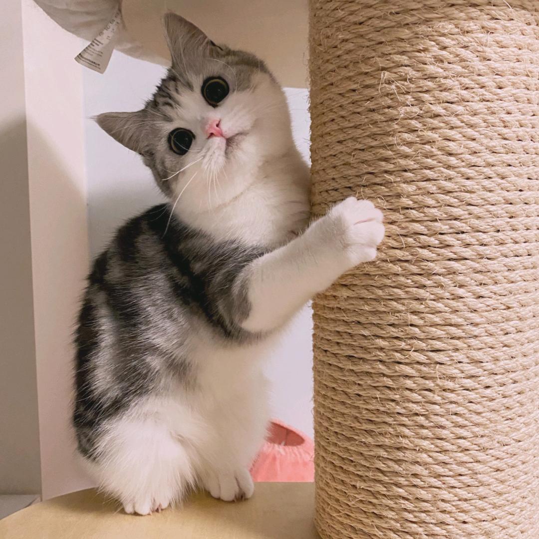 爱喝碳酸饮料的猫