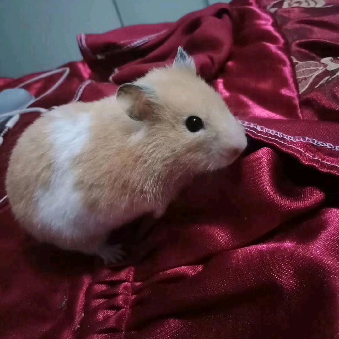 ¥¥《意创国爱》¥¥