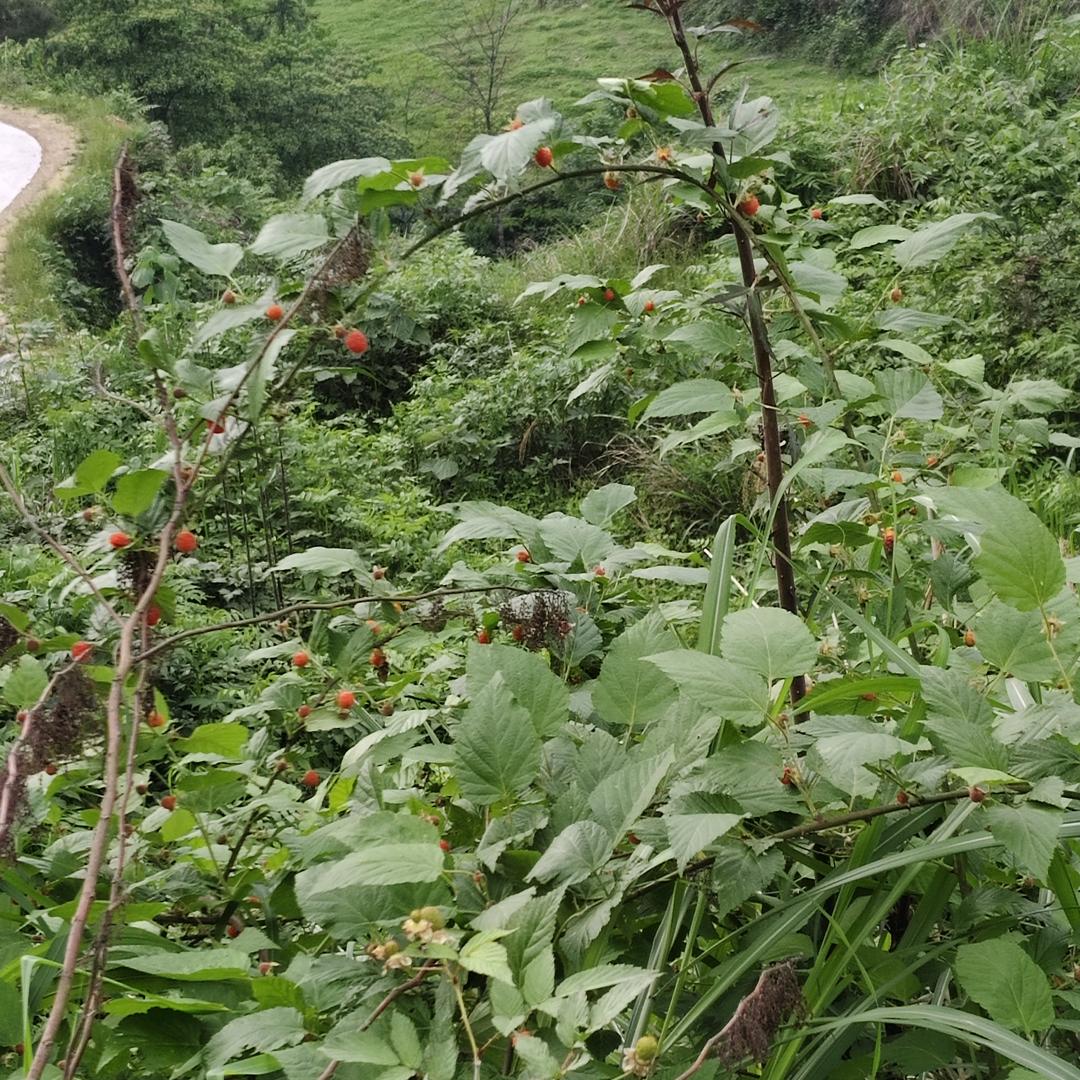🎋文墨赋清風🌾