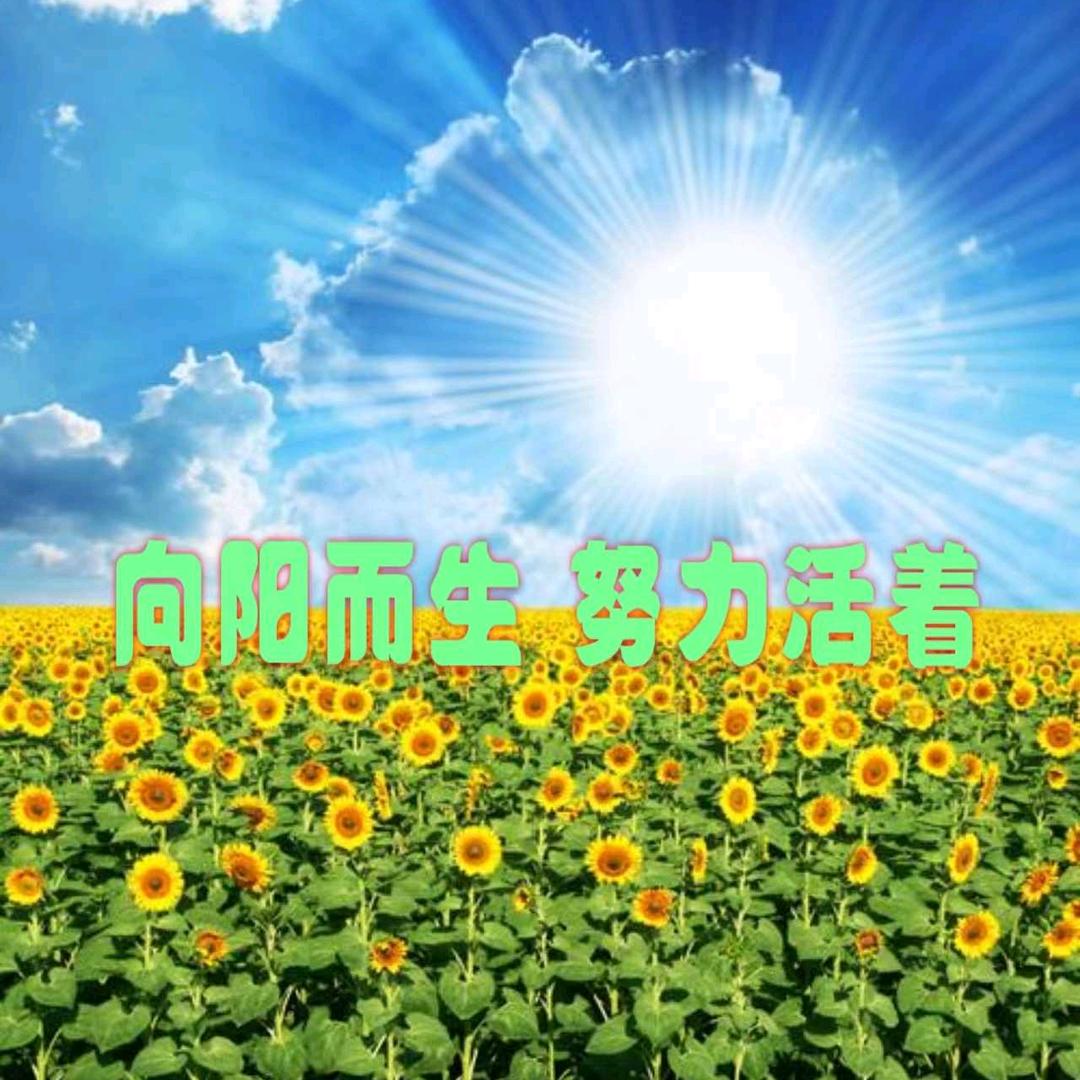 🌻向日葵🌻