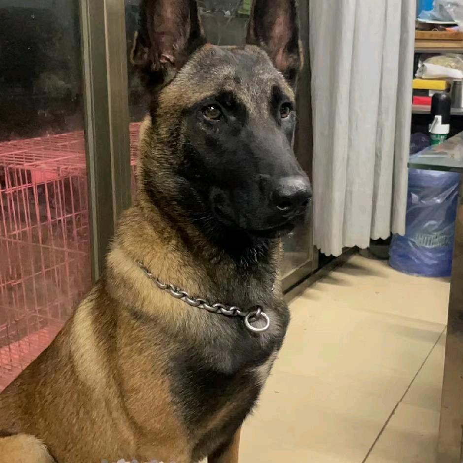 佛山马犬