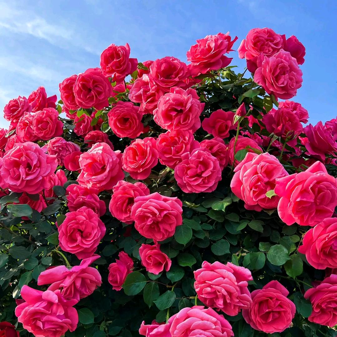 美霖五蕴禅茶