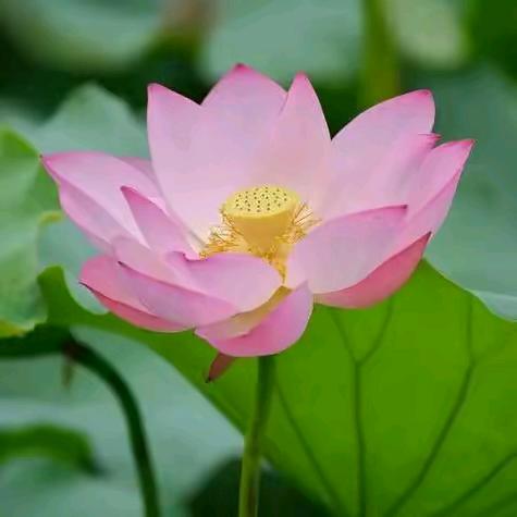 弘扬正能量，百善孝为先