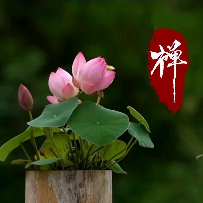 今天你浇水了吗