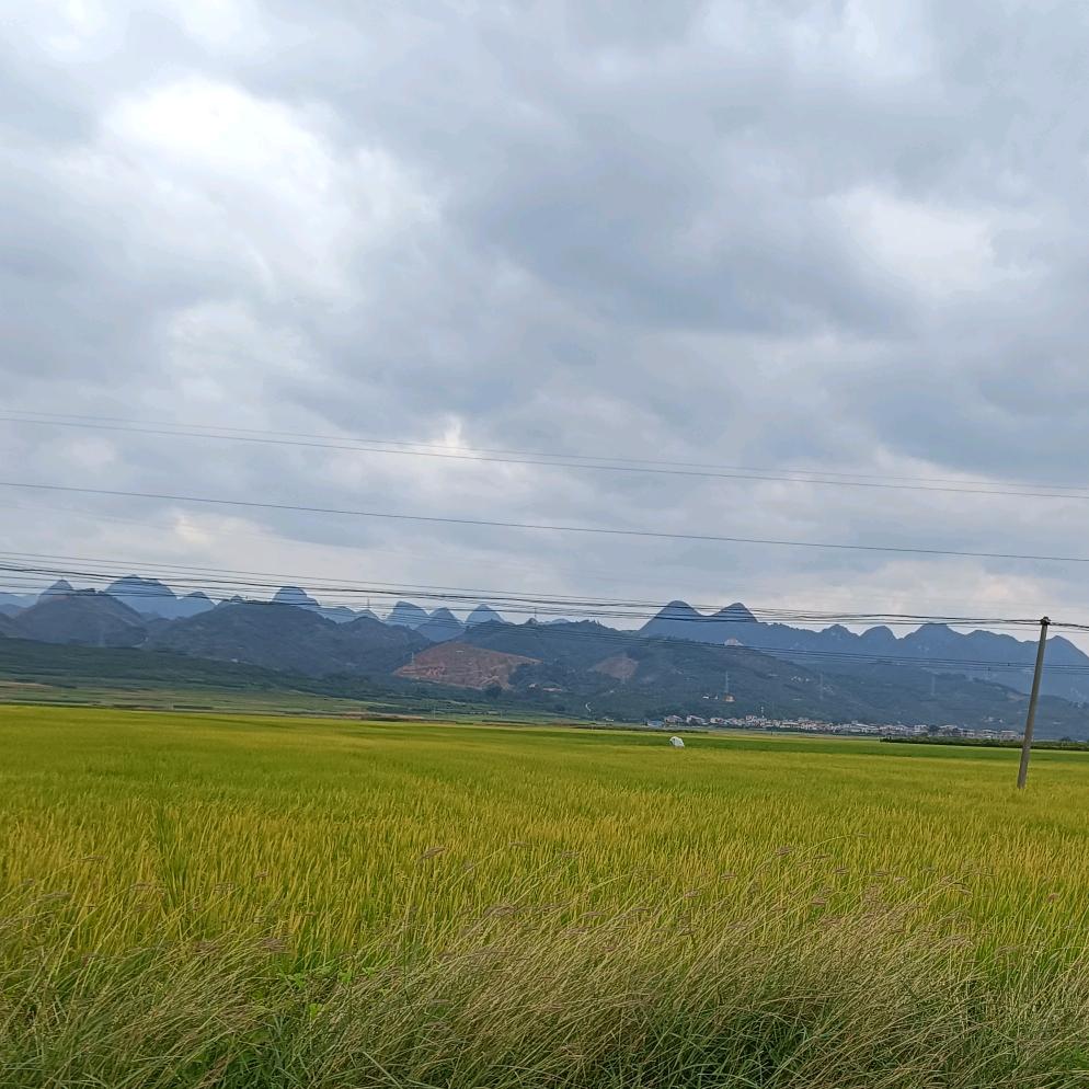 不想早起卖芒果