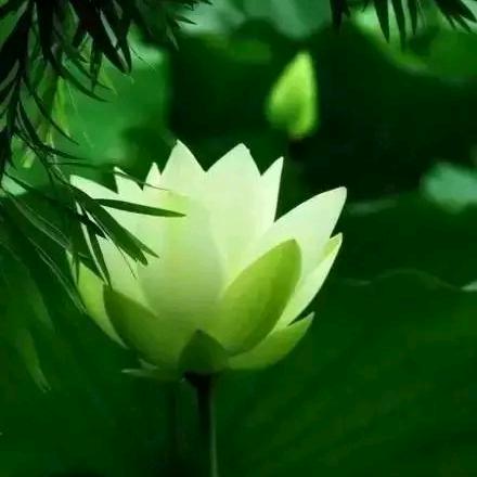 莲儿