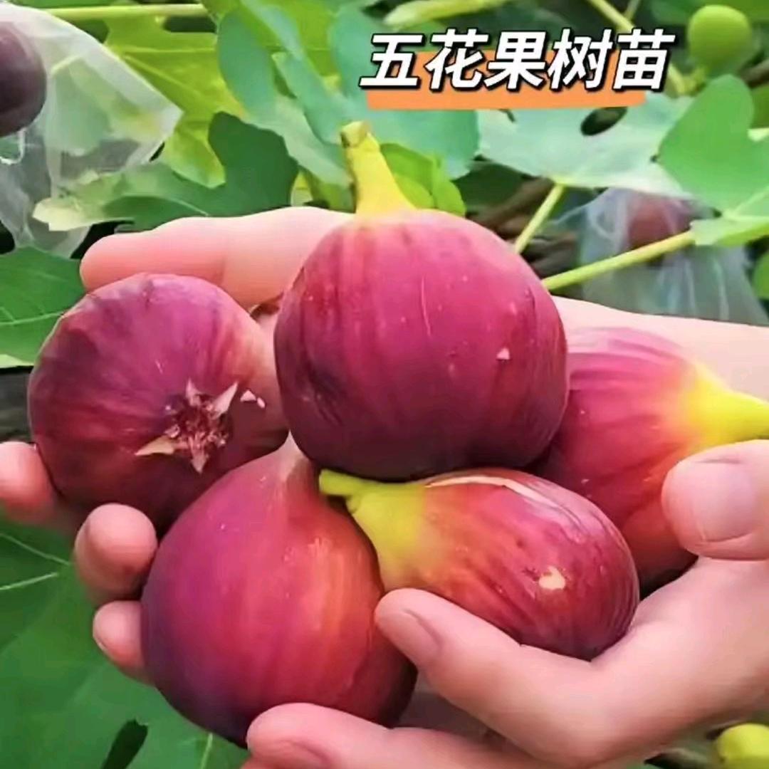 洋宁无花果树苗