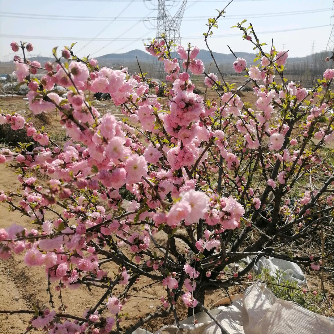 历昌兰