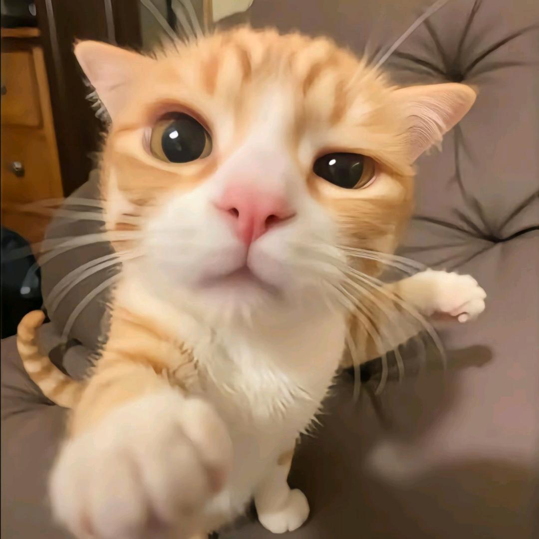 呲牙