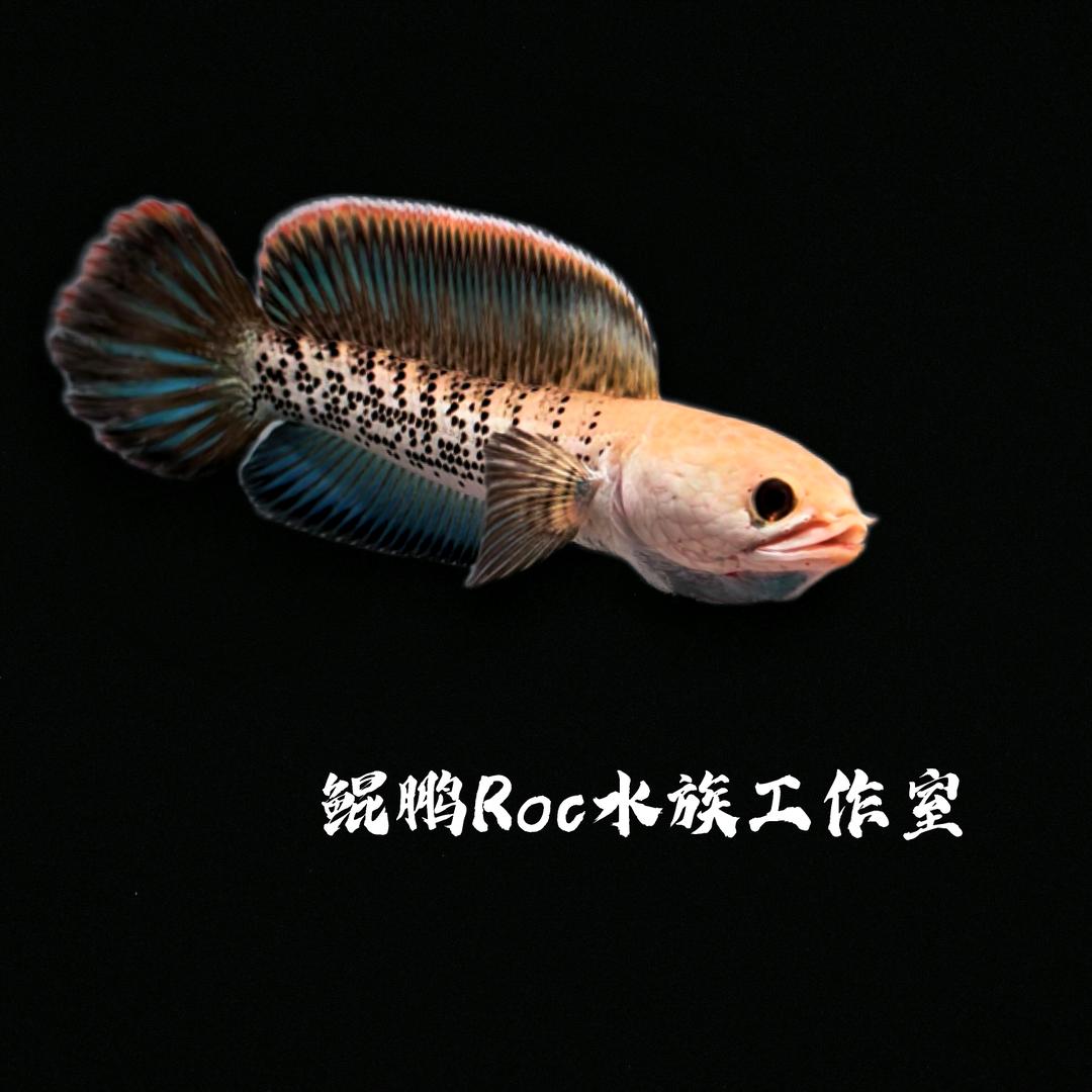 鲲鹏Roc雷龙（专注鬼王）
