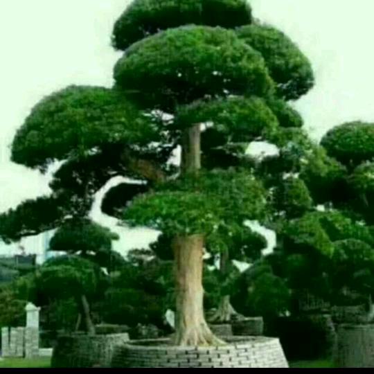 轩轩爷爷