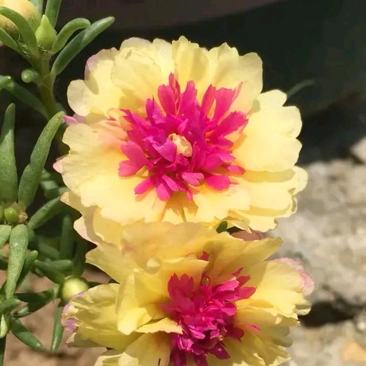 清风阁园艺骉
